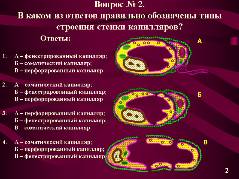 Вопрос № 2. В каком из ответов правильно обозначены типы строения стенки капилляров? А